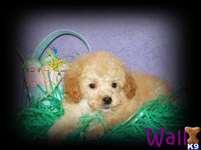 Toy Poodle Puppies in Michigan